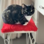 What Your Cat’s Favorite Chair Really Says About You
