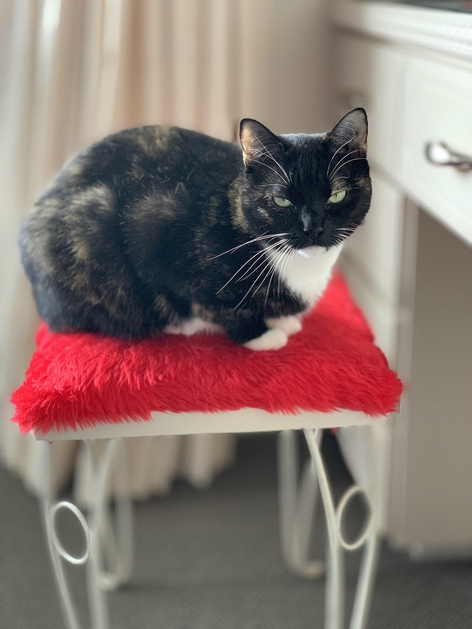 What Your Cat’s Favorite Chair Really Says About You
