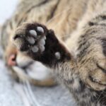 12 Quiet Cat Behaviors That Mean They’re Deeply Attached