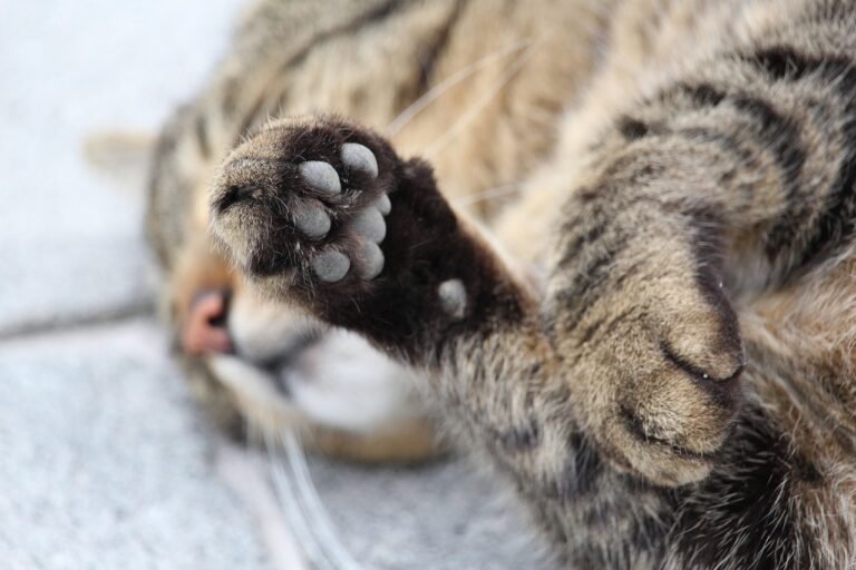 12 Quiet Cat Behaviors That Mean They’re Deeply Attached