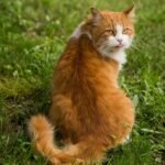 The Language of the Tail