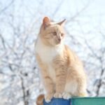 10 Emotional Moments You Might Be Missing With Your Cat