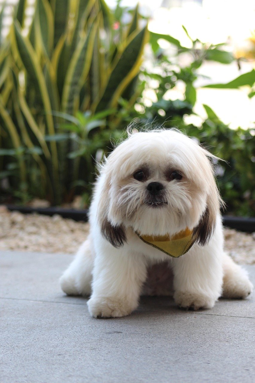 Trust and Training: Which Pet Learns Faster? (image credits: pixabay)