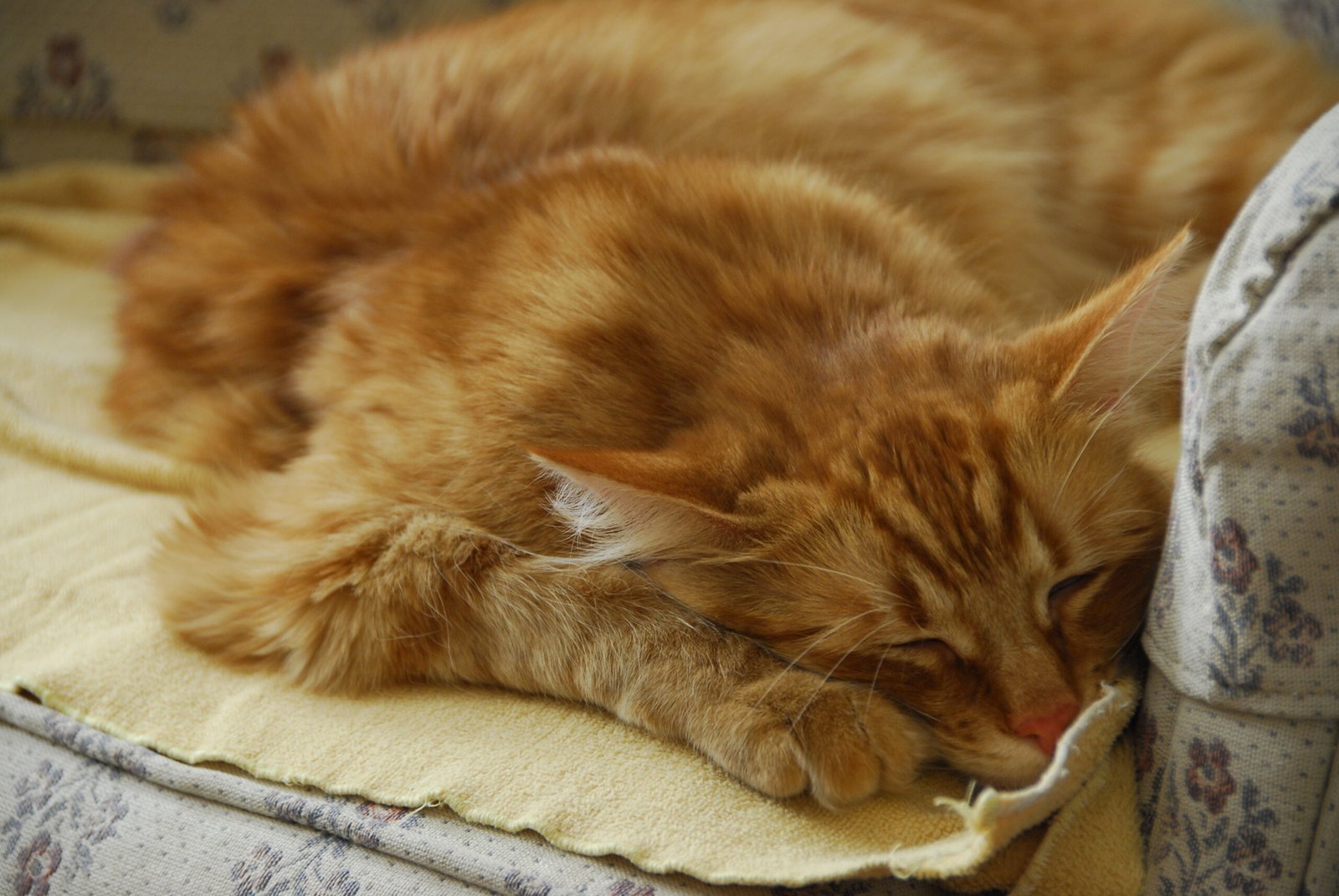 Naptime: Mirroring Your Energy (image credits: wikimedia)