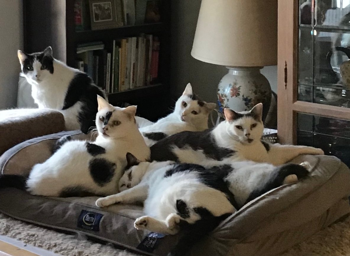 Social Butterfly or Homebody? Your Cat Knows (image credits: wikimedia)