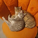 10 Ways Your Cat Is Saying “I Trust You” Without Making a Sound