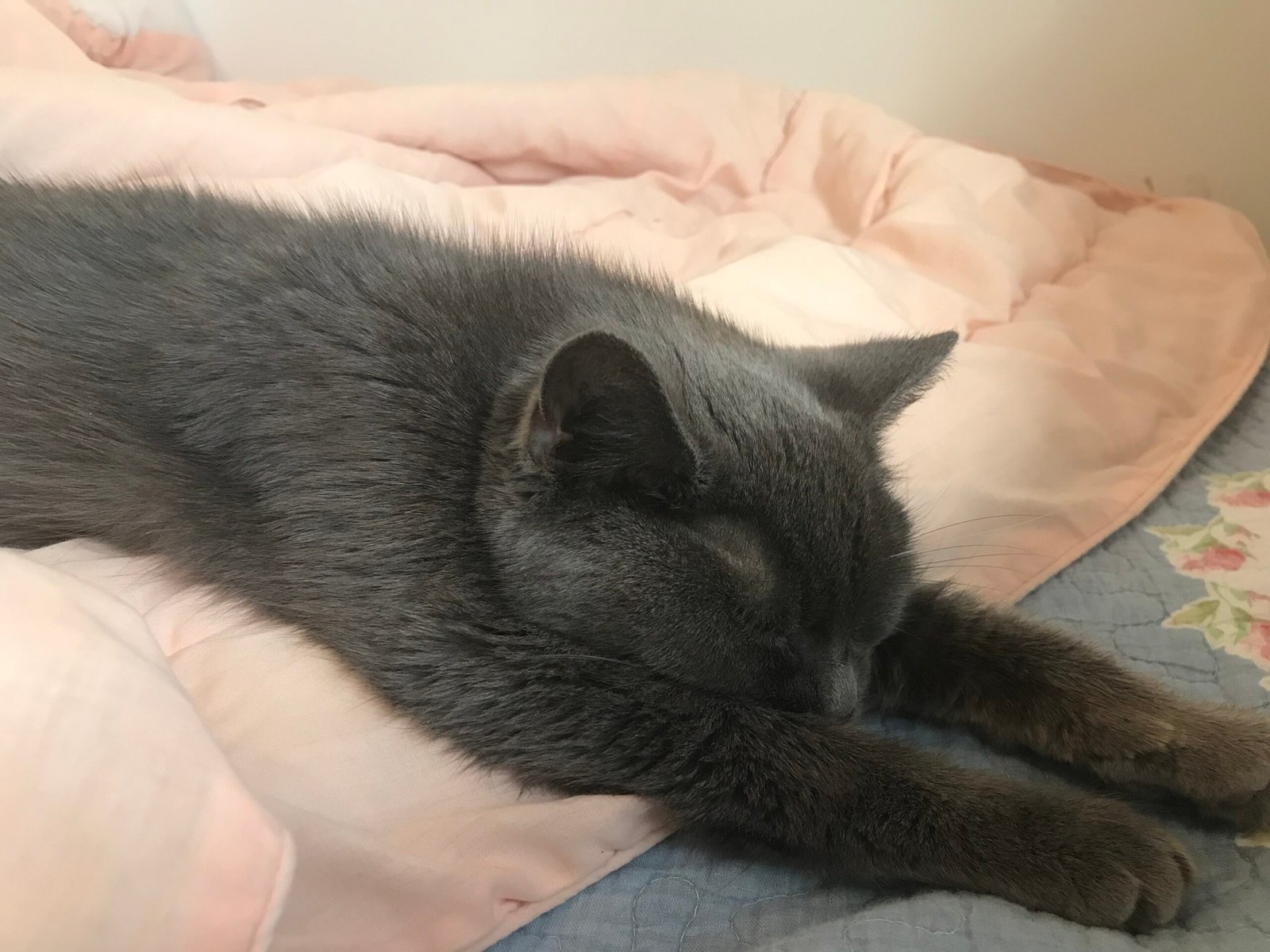 Quiet Moments and Senior Cats (image credits: wikimedia)