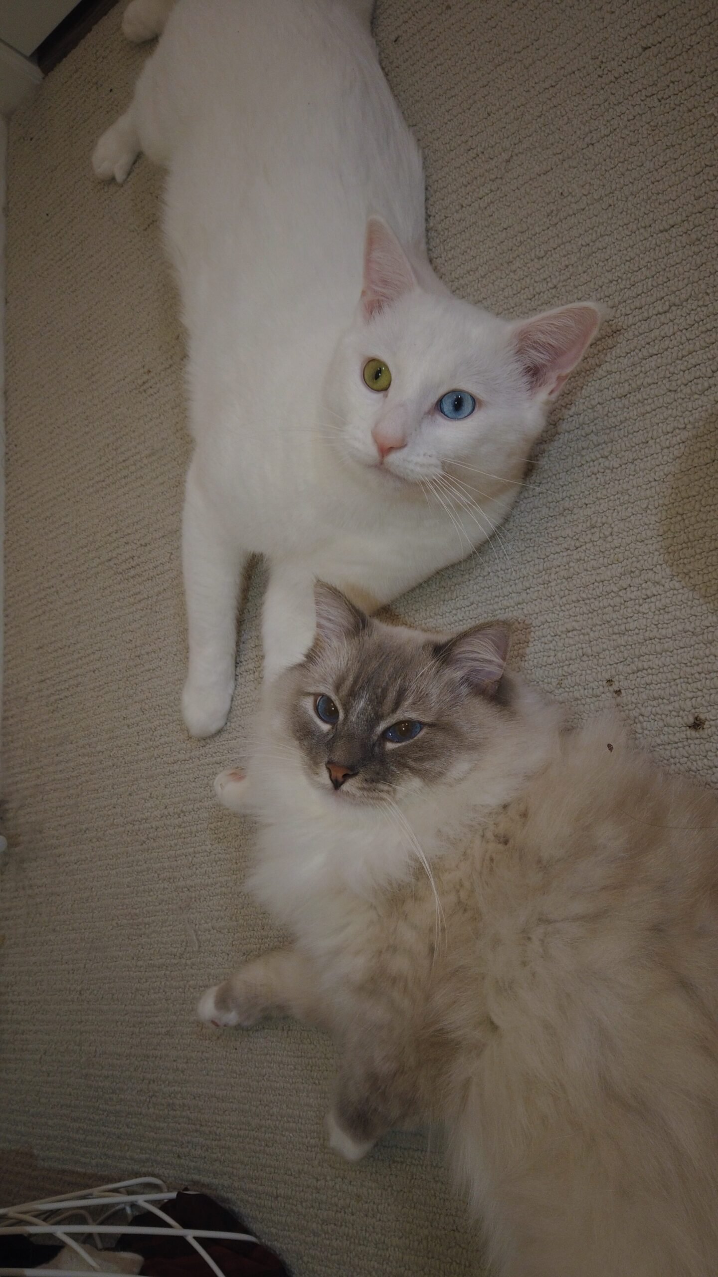 Cultural Differences: Cats Around the World (image credits: wikimedia)