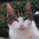 How to Tell If Your Cat Sees You as Their Routine, Not Just Their Owner