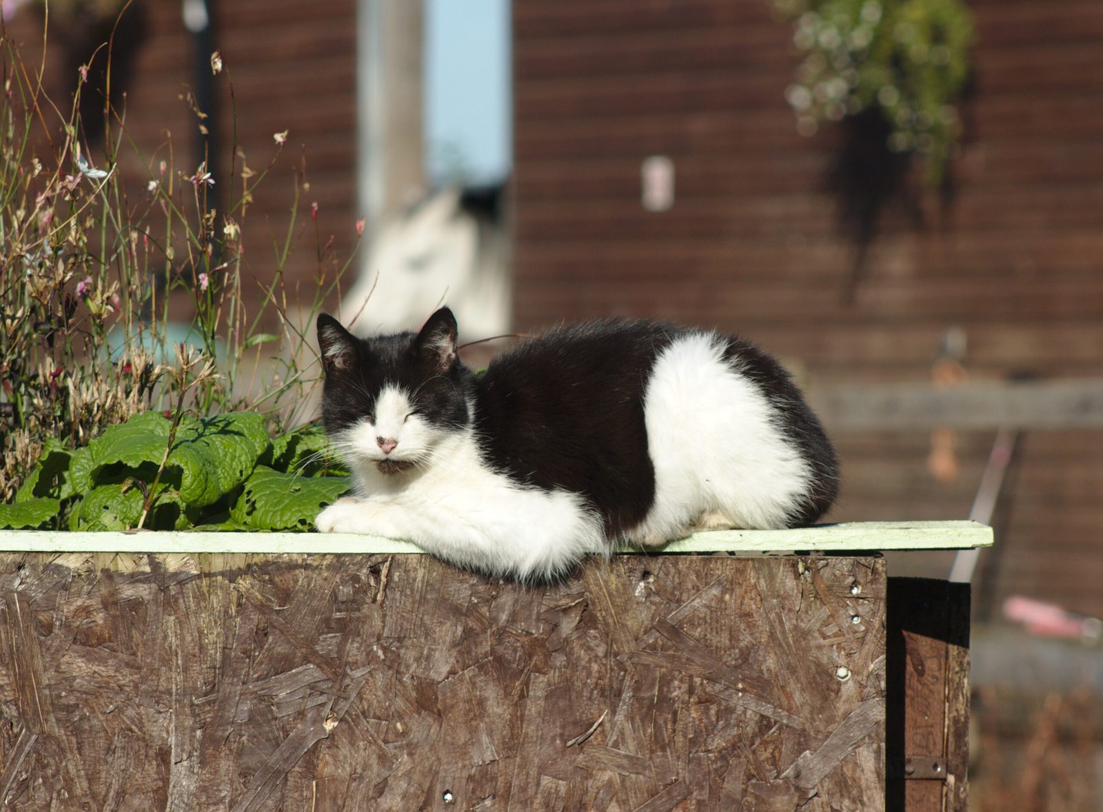 Understanding Cat Personalities (image credits: wikimedia)