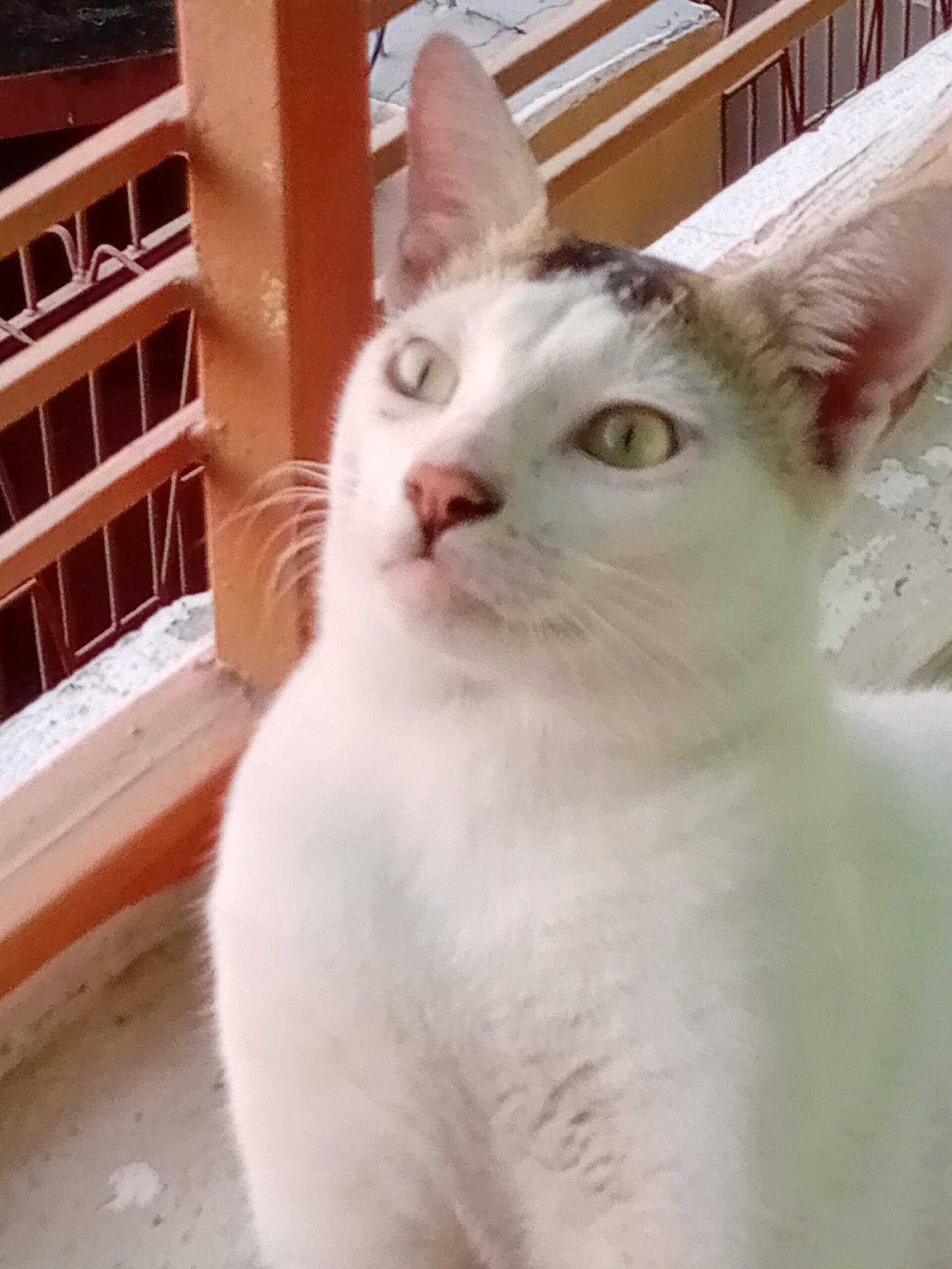 Why Some Cats Prefer Distance (image credits: wikimedia)