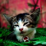 What It Means When Cats Choose Silence Over Play