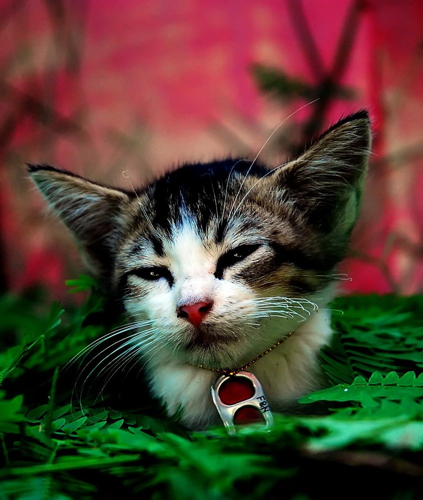 What It Means When Cats Choose Silence Over Play