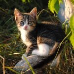 Why Some Cats Love You From Across the Room