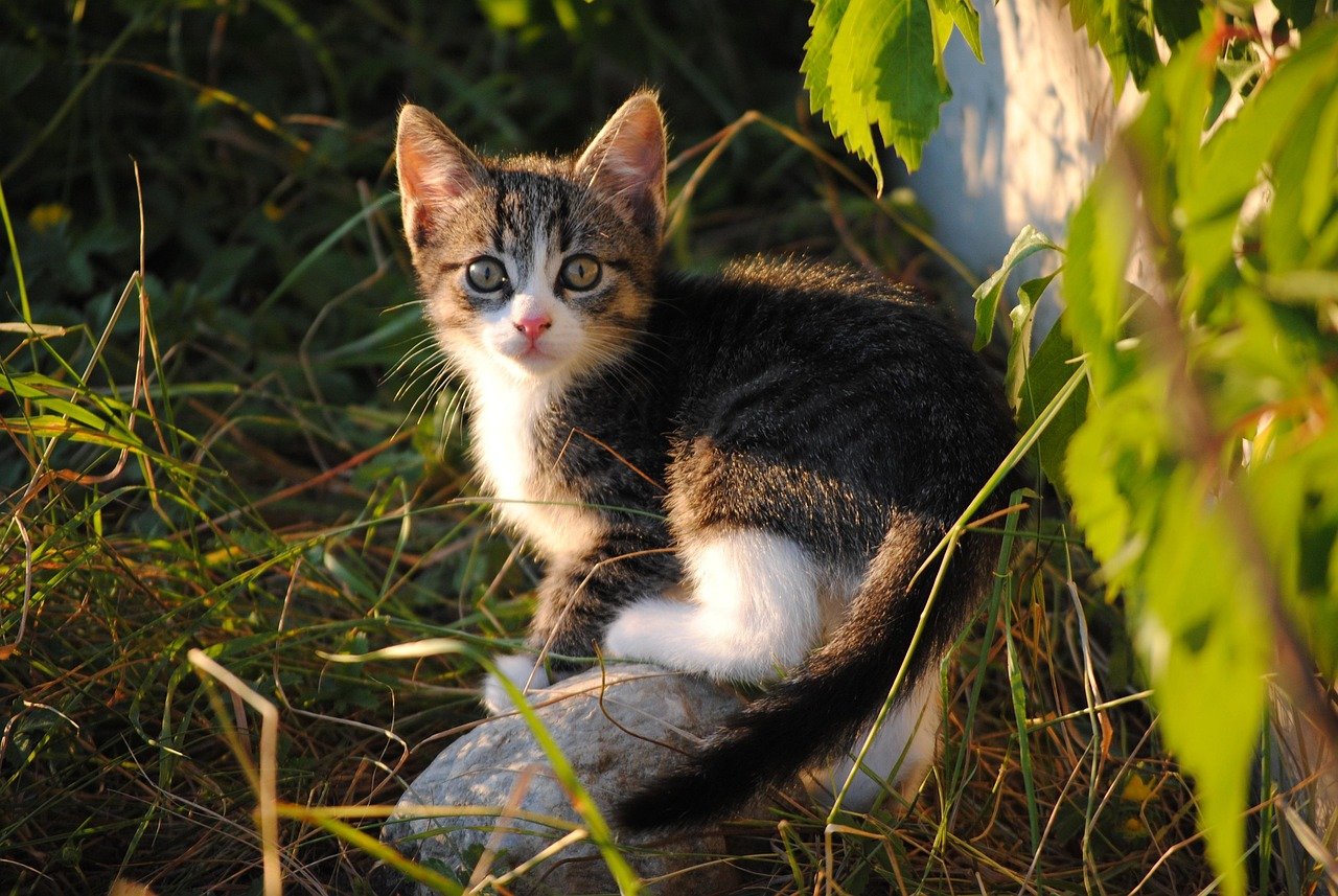 Why Some Cats Love You From Across the Room