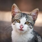 Could Cats Be Better at Emotional Boundaries Than People?