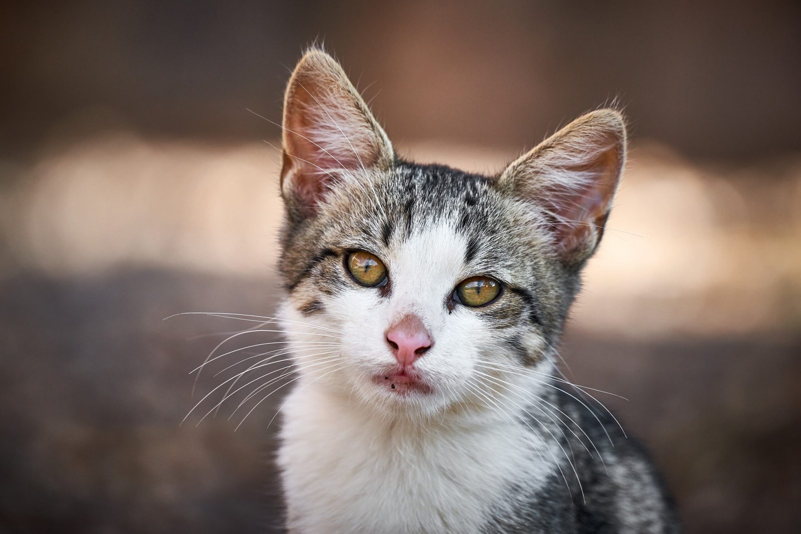 Could Cats Be Better at Emotional Boundaries Than People?