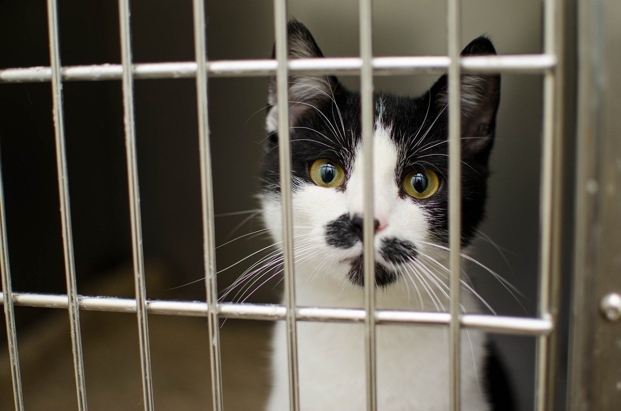 Health Check: Is Your Cat Feeling Okay? (image credits: pixabay)