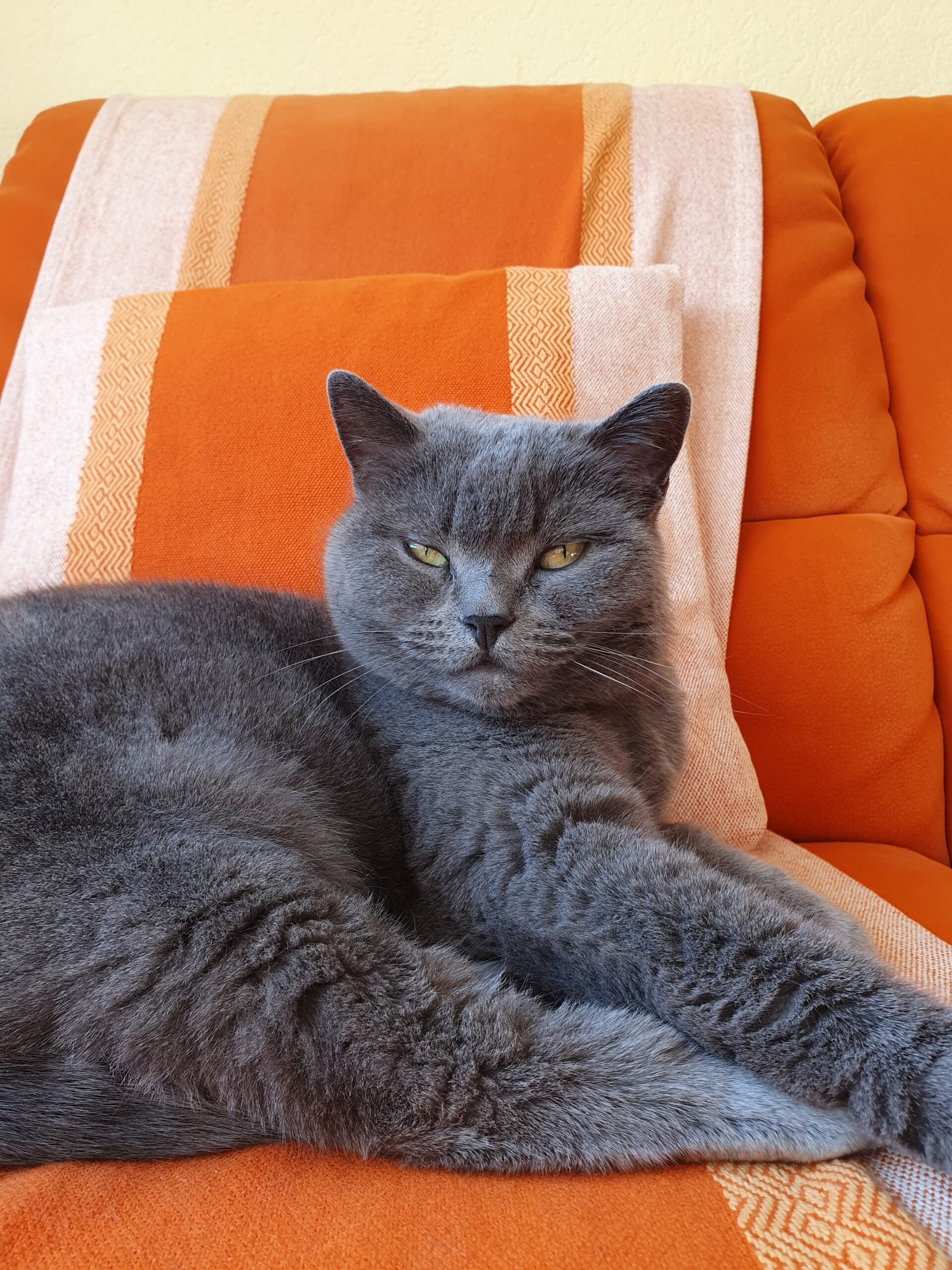Chartreux: The Loyal Lurker (image credits: wikimedia)