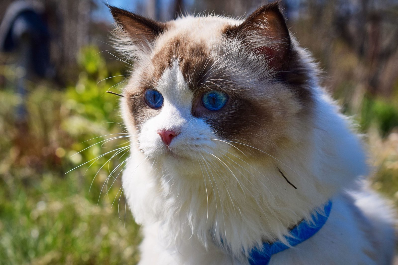 Ragdoll: The Laid-Back Listener (image credits: wikimedia)