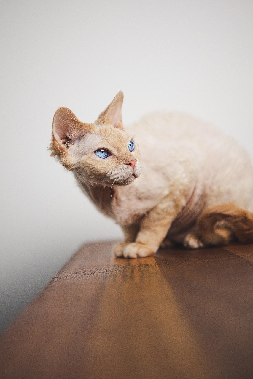 Devon Rex: The Consistency Connoisseur (image credits: pixabay)