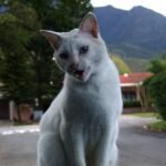The Truth About Cats and Their Deep Emotional Timing