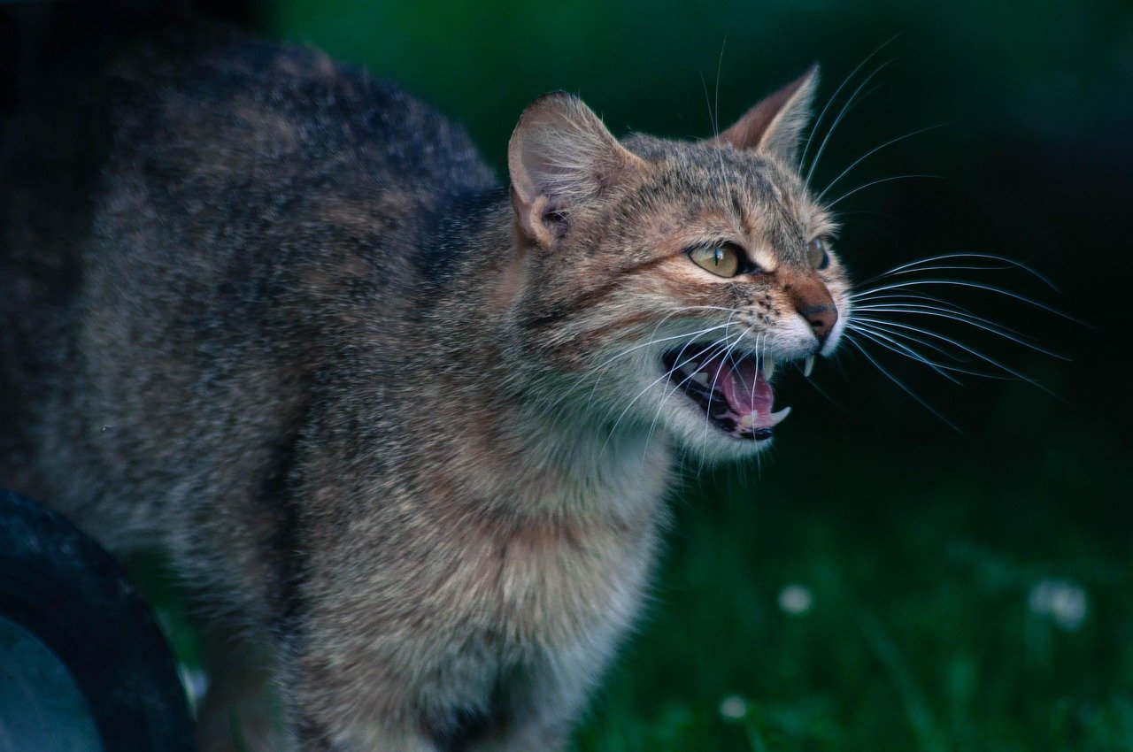 Reacting to Household Changes: Disruption or Distress? (image credits: pixabay)