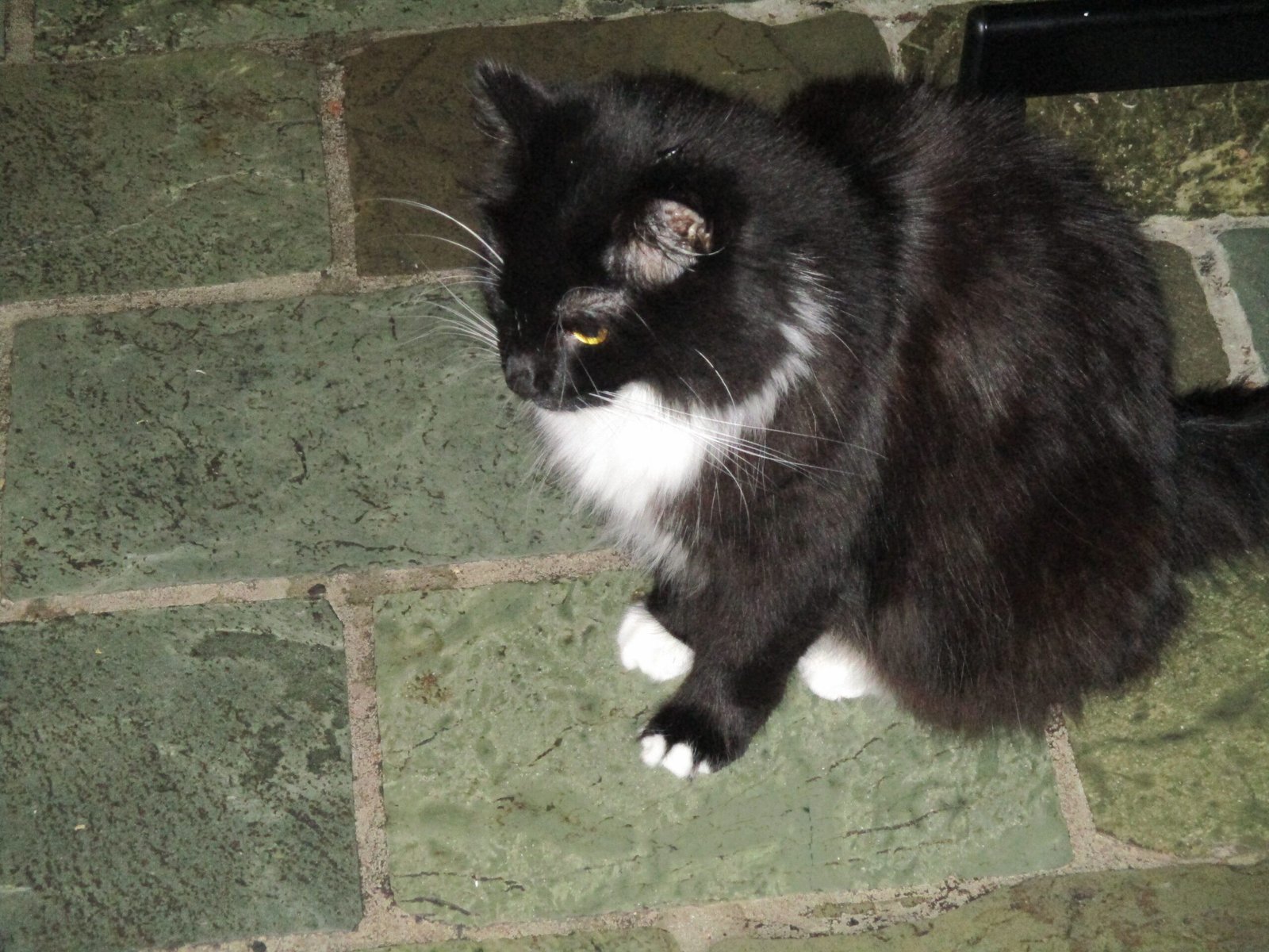 Waiting for Breakfast: A Practical Perspective (image credits: wikimedia)