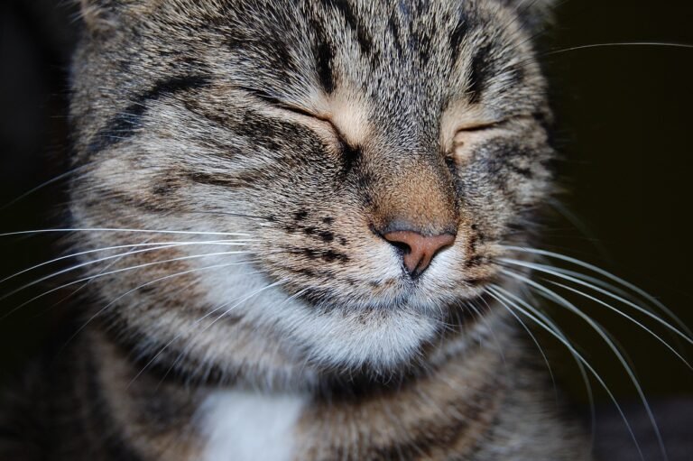 What It Means When Your Cat Just Sits Near You Every Morning