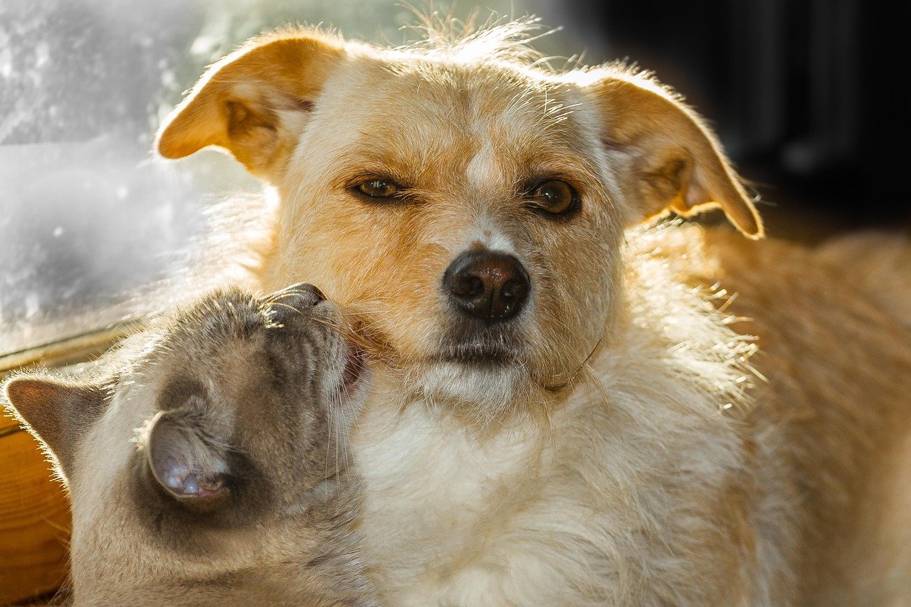 Building Emotional Timing Through Trust (image credits: pixabay)