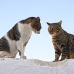 The Truth About Cats and Their Deep Emotional Timing