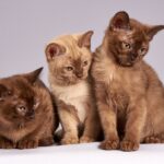 Burmese