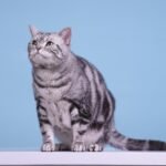 American Shorthair