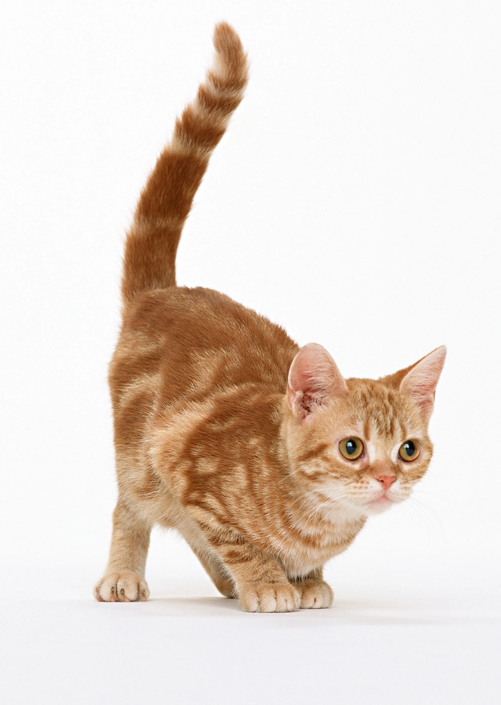 The Upright Tail: A Sign of Affection (image credits: rawpixel)
