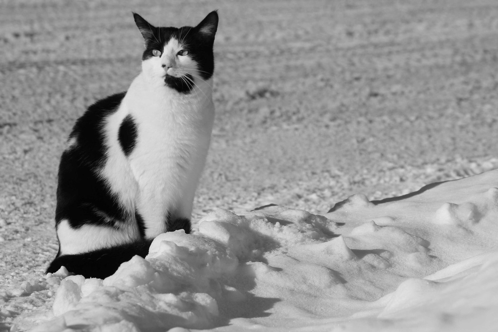 Routine and Ritual: How Cats Keep a Schedule (image credits: wikimedia)
