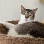 10 Things Cats Will Only Do for Their Favorite Human