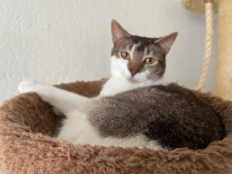 10 Things Cats Will Only Do for Their Favorite Human