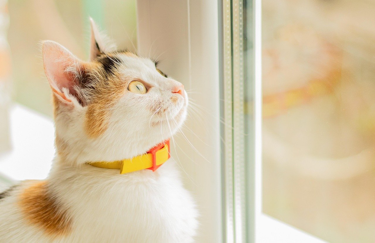 Bringing You to Their Favorite Spots (image credits: pixabay)