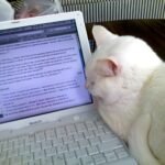 How to Recognize Cat Loyalty When It Doesn’t Look Like Affection