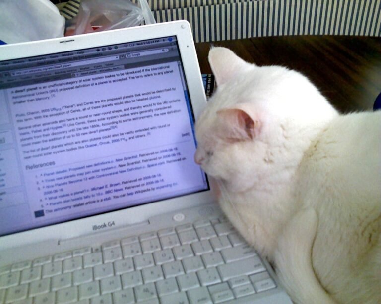 How to Recognize Cat Loyalty When It Doesn’t Look Like Affection
