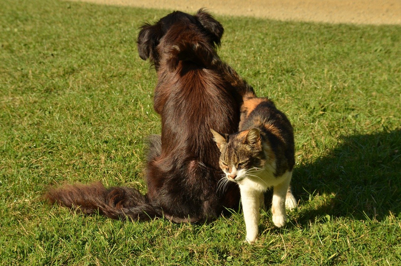 Living with Both Cats and Dogs (image credits: pixabay)