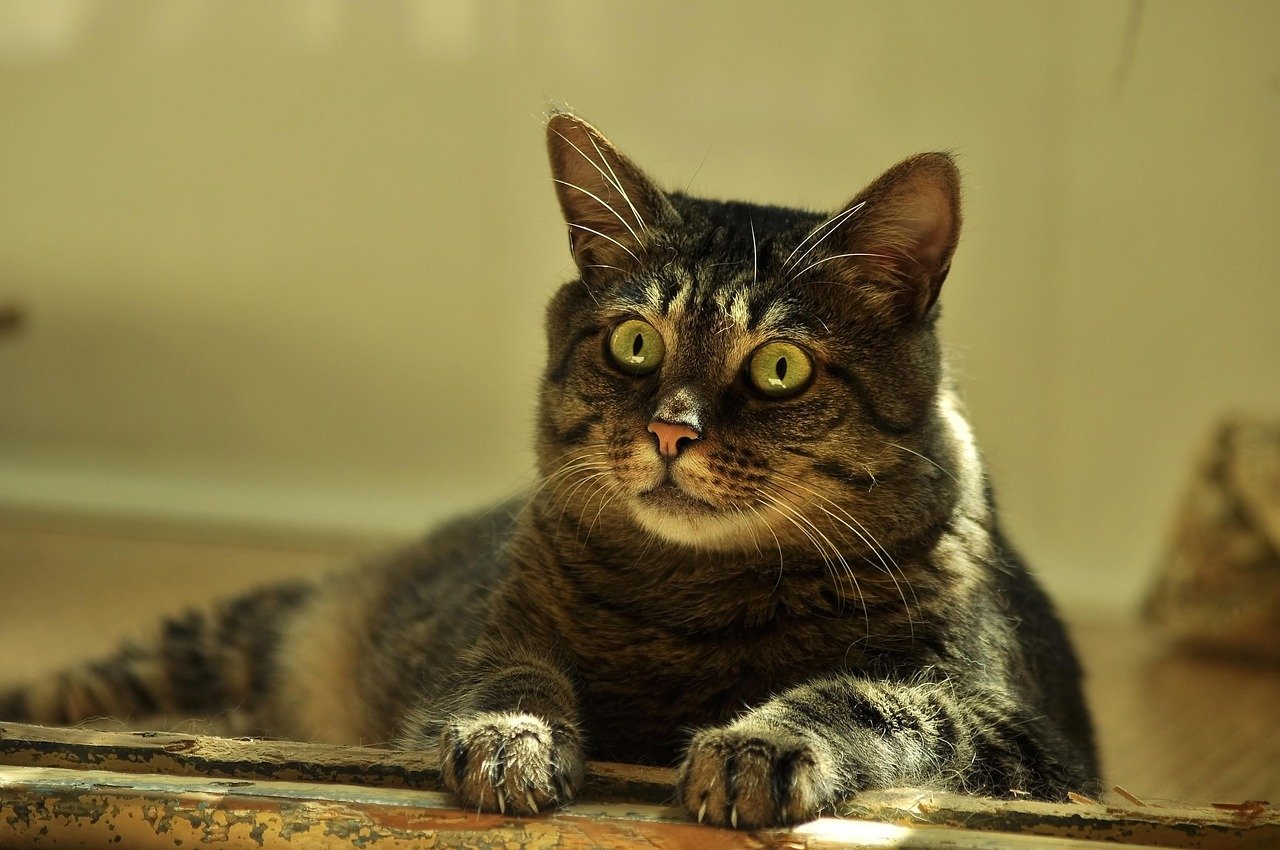 Quality Time: The Power of Attention (image credits: pixabay)