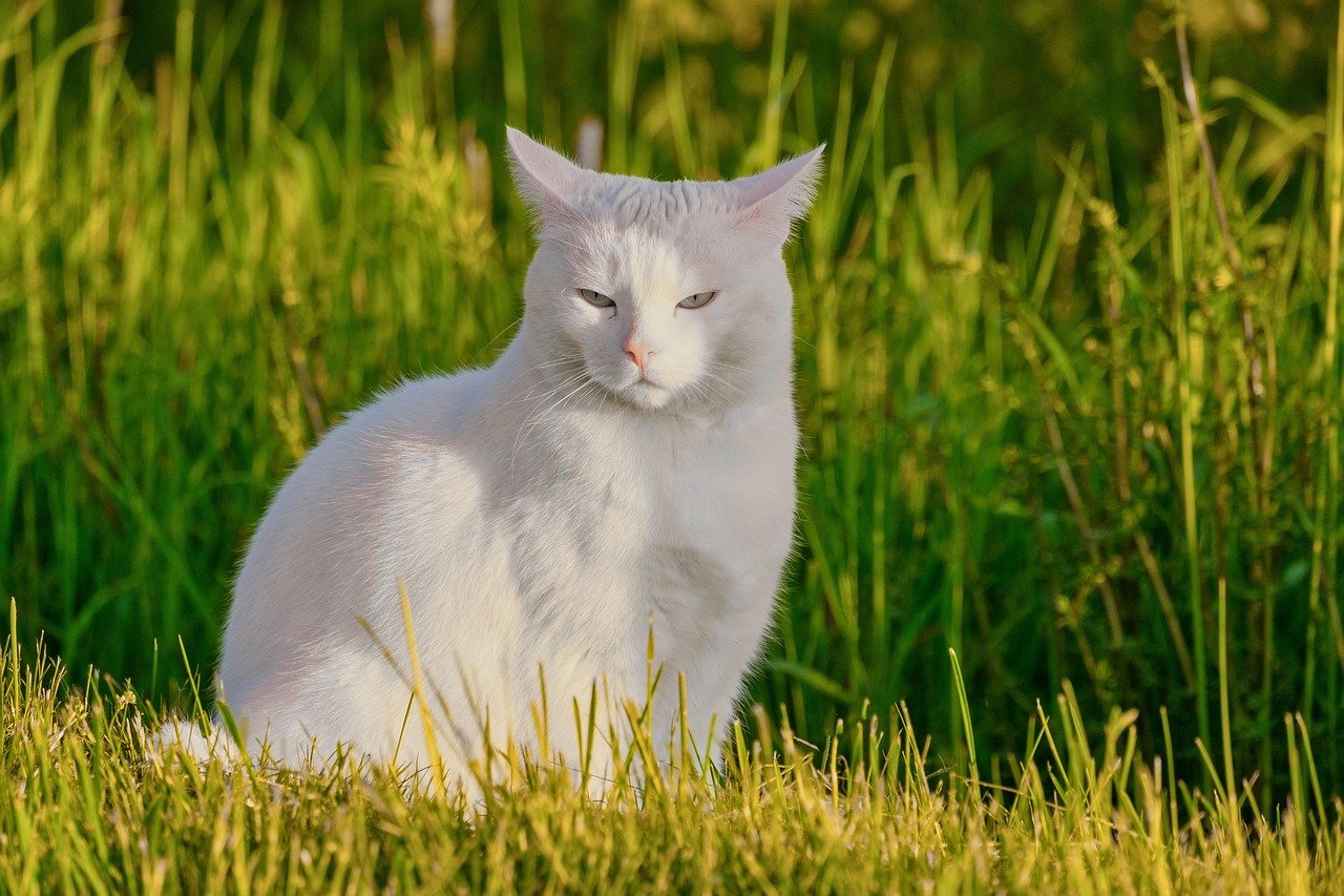 Respecting Boundaries: The Power of Patience (image credits: pixabay)