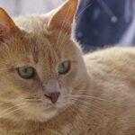 How to Tell If Your Cat Has Made You Their Emotional Center