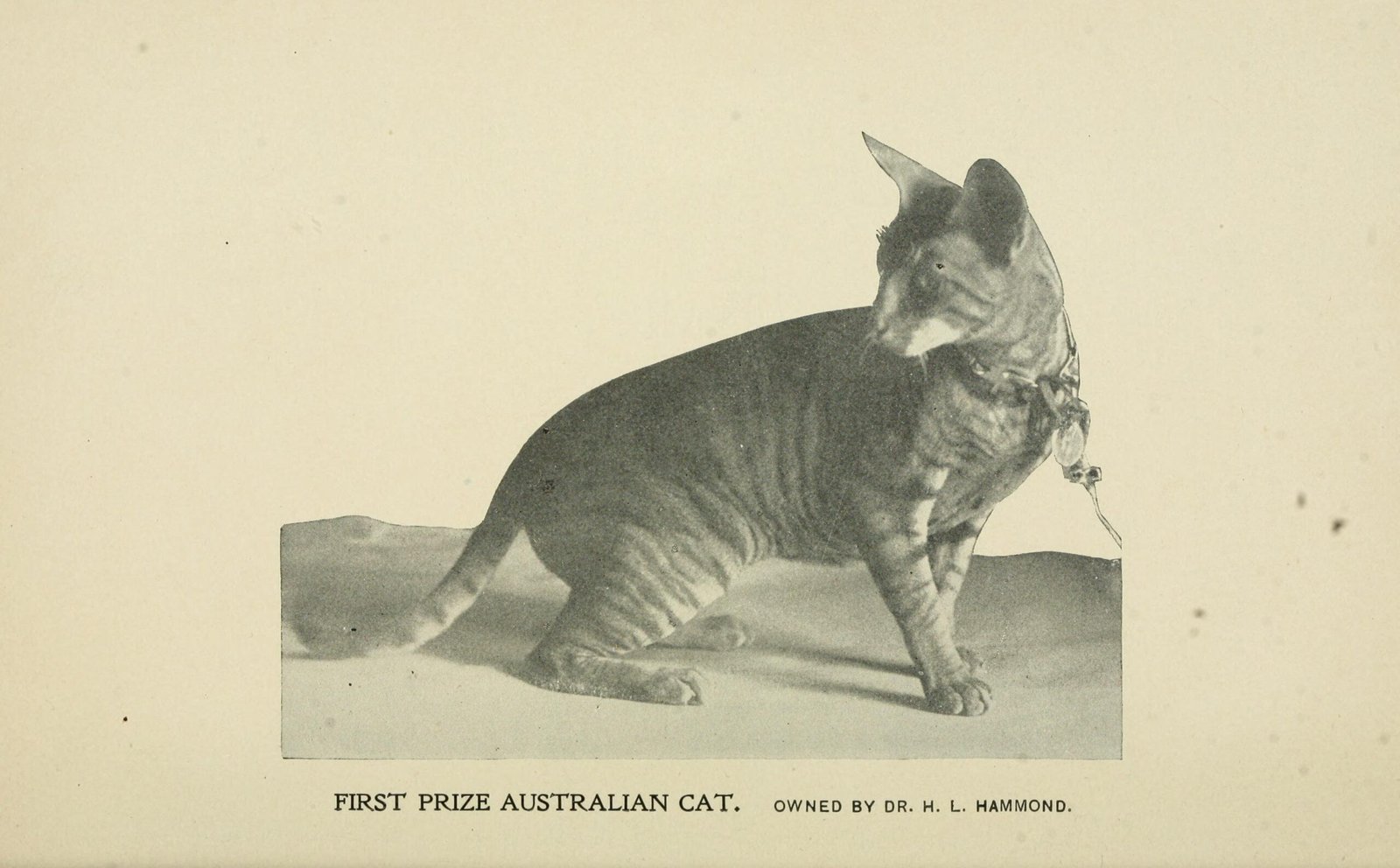 20. Staring at You with Soft Eyes (image credits: wikimedia)