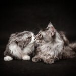 12 Subtle Ways Cats Show Up for You Emotionally