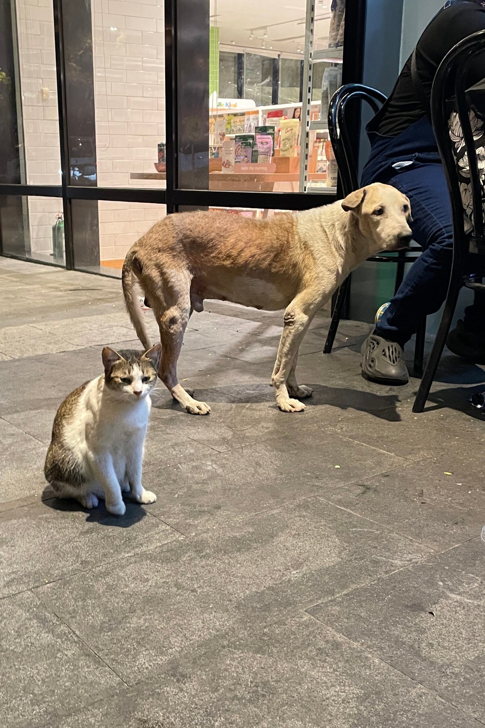 The Influence of Other Pets (image credits: wikimedia)