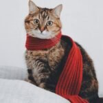 Why Cats Stay Even When They Don’t Cuddle