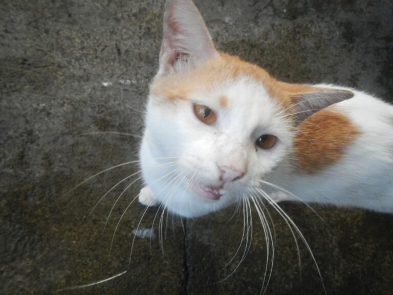Could Your Cat Be Showing Gratitude Without You Noticing?