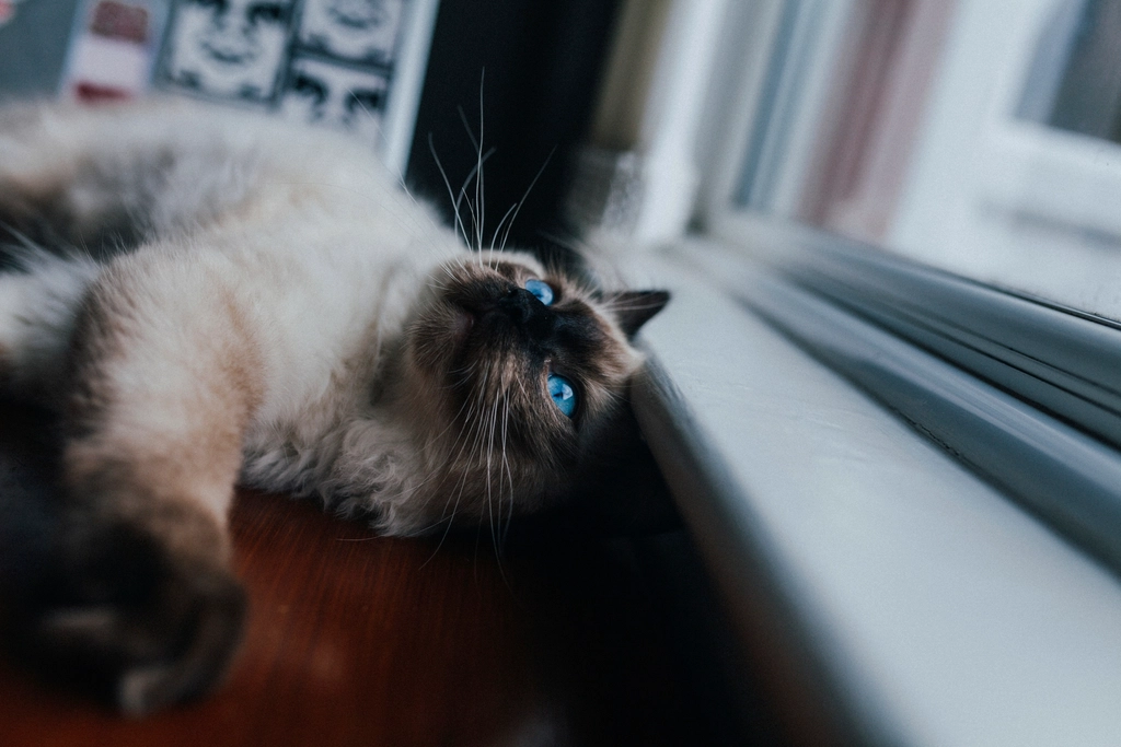 Temperature Control: Staying Cool or Warm (image credits: rawpixel)